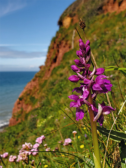 Early purple orchid