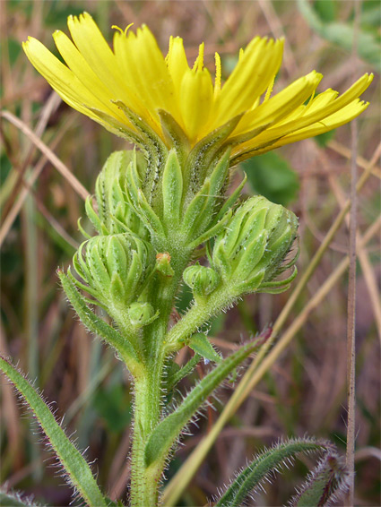 Hairy stem and leaves