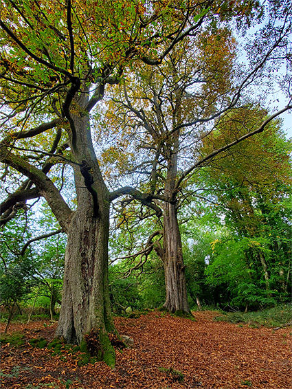 Beech trees