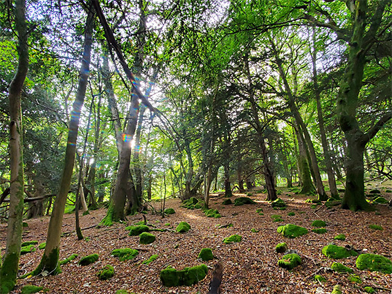 Afternoon sun on the trees