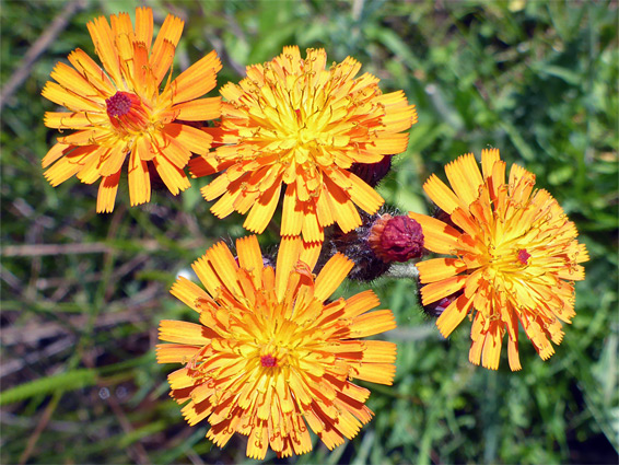 Pilosella aurantiaca (fox and cubs), Edgehills Bog, Gloucestershire