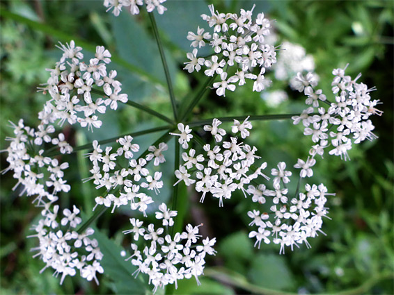 Greater burnet-saxifrage (pimpinella major), Oysters Coppice, Wiltshire