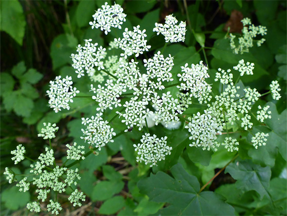 Flat-topped flower cluster