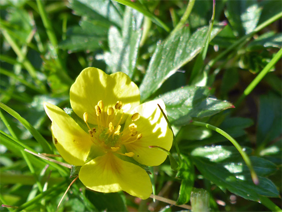 Tormentil (potentilla erecta), Cheddar Complex, Somerset