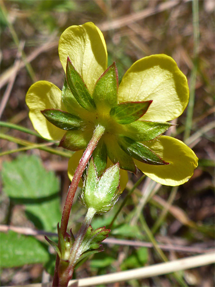 Creeping cinquefoil (potentilla reptans), Hellenge Hill, Somerset