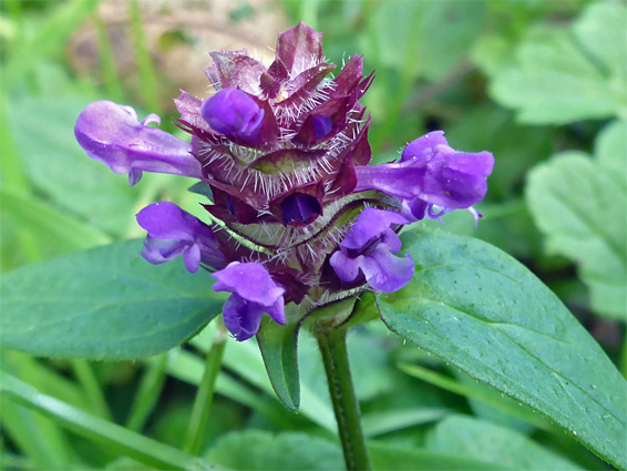 Selfheal (prunella vulgaris), St James Church, Gloucestershire