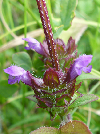 Hairy stem and calyces