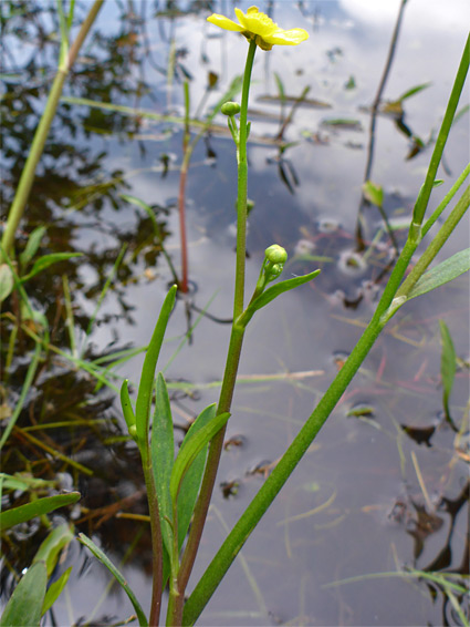 Flower at the edge of a lake