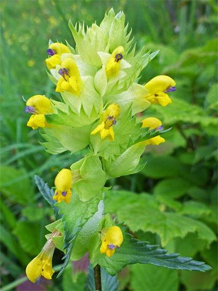 Toothed calyces