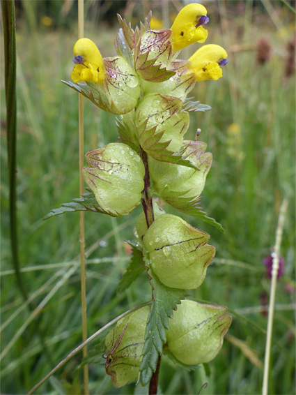 Leaves, corollas and calyces