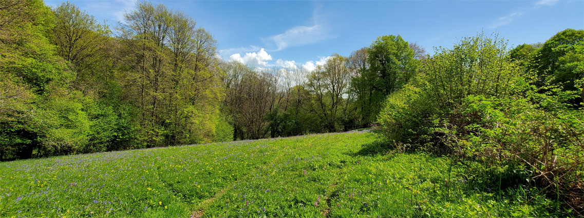 Trees around the main wildflower meadow