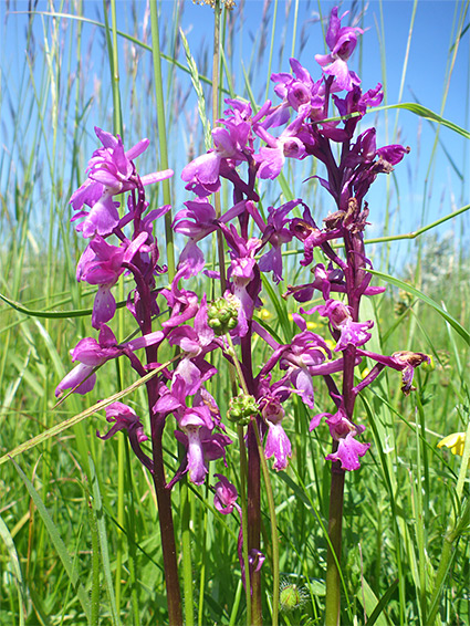 Early purple orchid