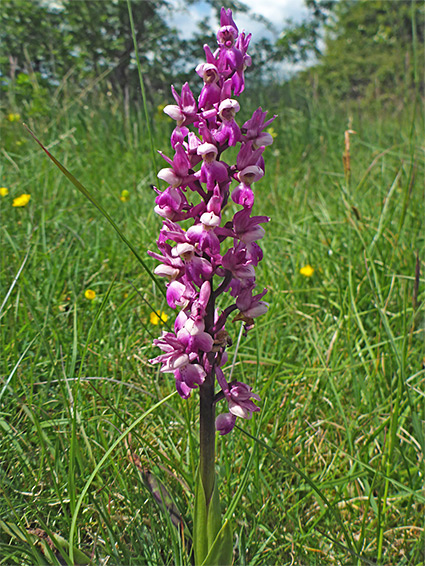 Early purple orchid