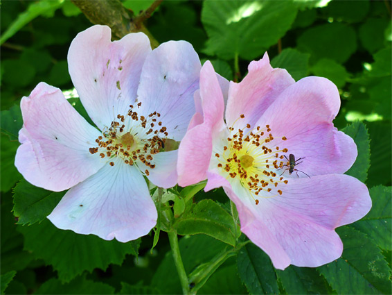 Dog rose (rosa canina), Swift's Hill, Gloucestershire