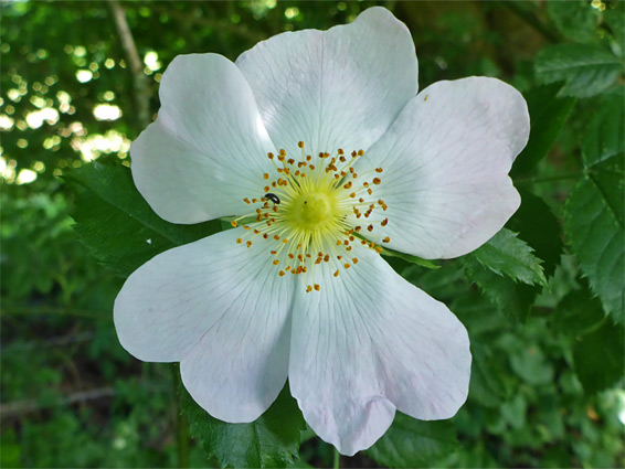 Pink-tinged petals