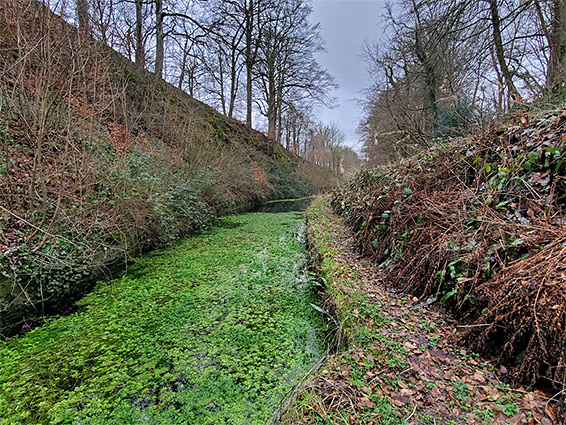 Water plants
