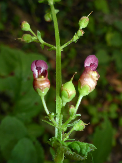 Buds and flowers