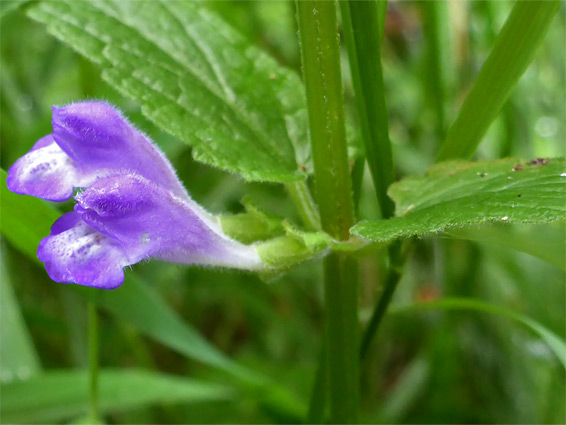 Common skullcap (scutellaria galericulata), Lower Woods, Gloucestershire