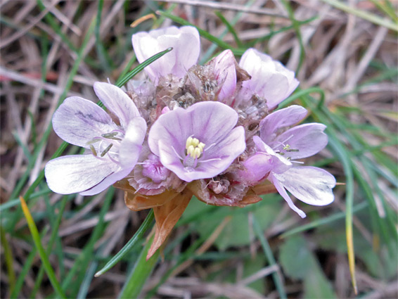 Withering flowers