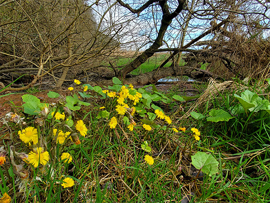 Coltsfoot