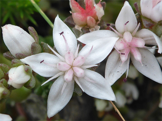 English stonecrop (sedum anglicum), Valley of Rocks, Devon