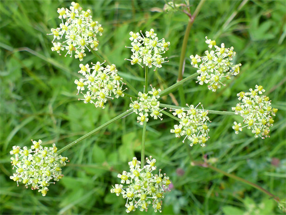 Silaum silaus (pepper saxifrage), Lower Woods, Gloucestershire