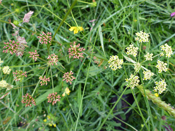 Flowers and developing fruits