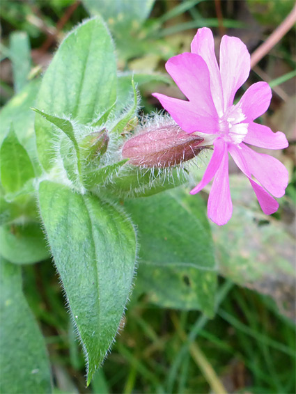 Calyx and corolla