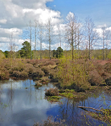 Snelsmore Common