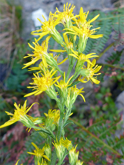 European goldenrod (solidago virgaurea), Haytor Rocks, Devon