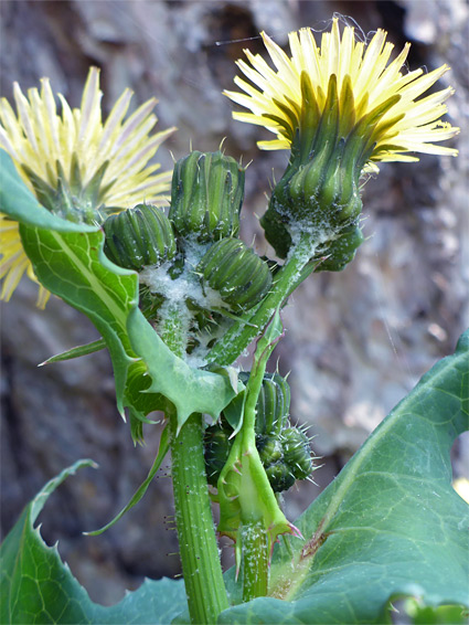 Smooth sow-thistle (sonchus oleraceus), Avon Gorge, Bristol