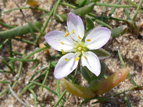 Pale pink petals