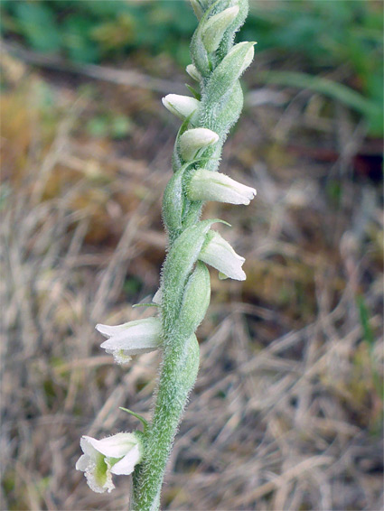 Autumn lady's-tresses (spiranthes spiralis), Draycott Sleights, Somerset