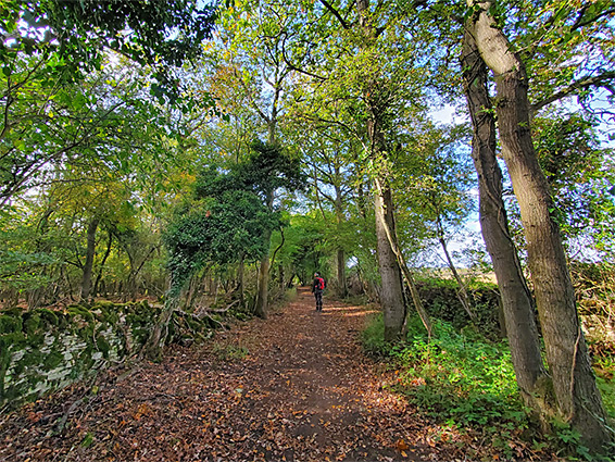 Saint John's Lane, north edge of the wood