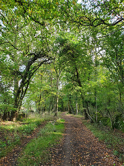 Woodland path