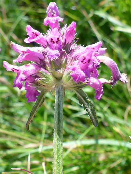 Stachys officinalis (betony), Nash Point, Vale of Glamorgan