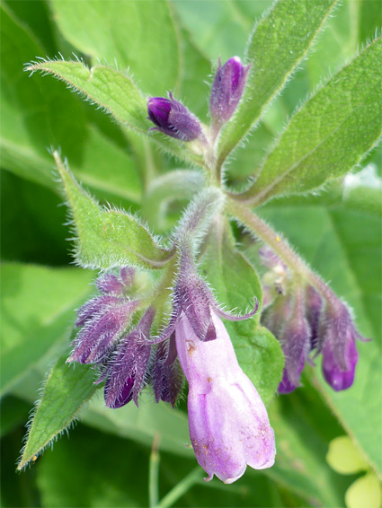 Symphytum x uplandicum (Russian comfrey), Sully Island, Vale of Glamorgan