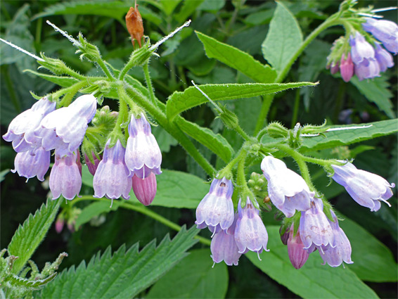 Pendant flowers