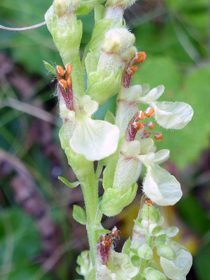 Wood sage (teucrium scorodonia), Glenthorne Beach, Somerset