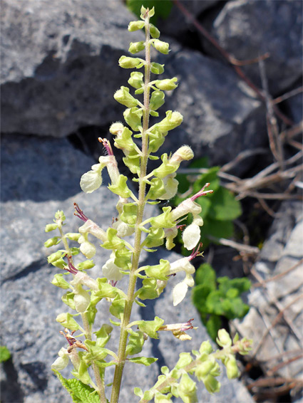 Buds and flowers