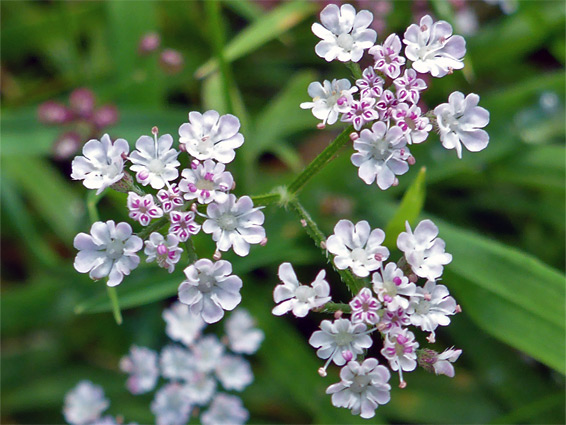 Torilis japonica (upright hedge parsley), St James Church, Gloucestershire