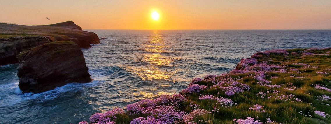 Sea thrift, and a beautiful sunset