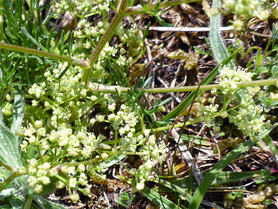 Greenish-yellow flowers