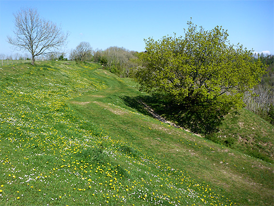 Dandelions and daisies