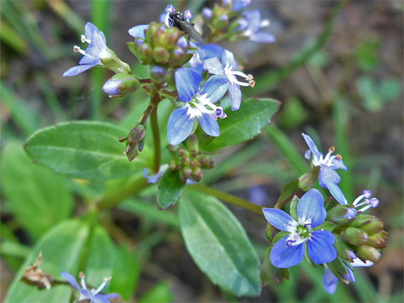 Brooklime (veronica beccabunga), Edgehills Bog, Gloucestershire