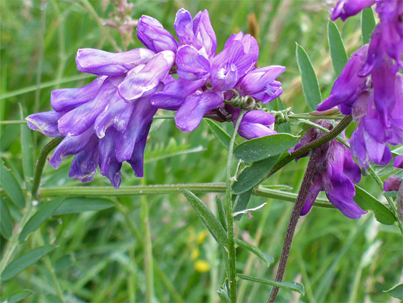 Flower clusters