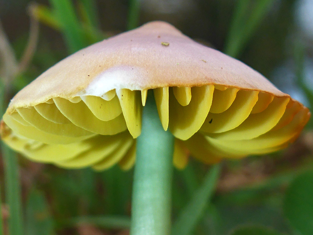 Parrot waxcap - stem