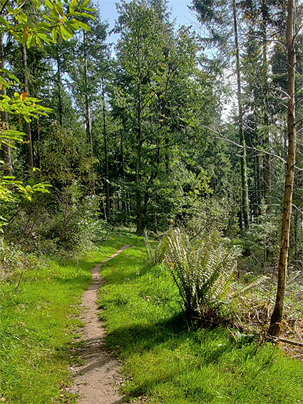 Grassy path