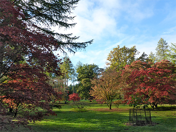 Maples, conifers and grassland