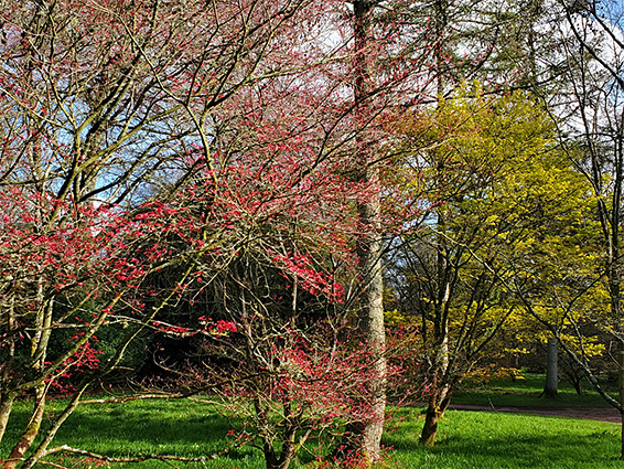 Red and yellow leaves